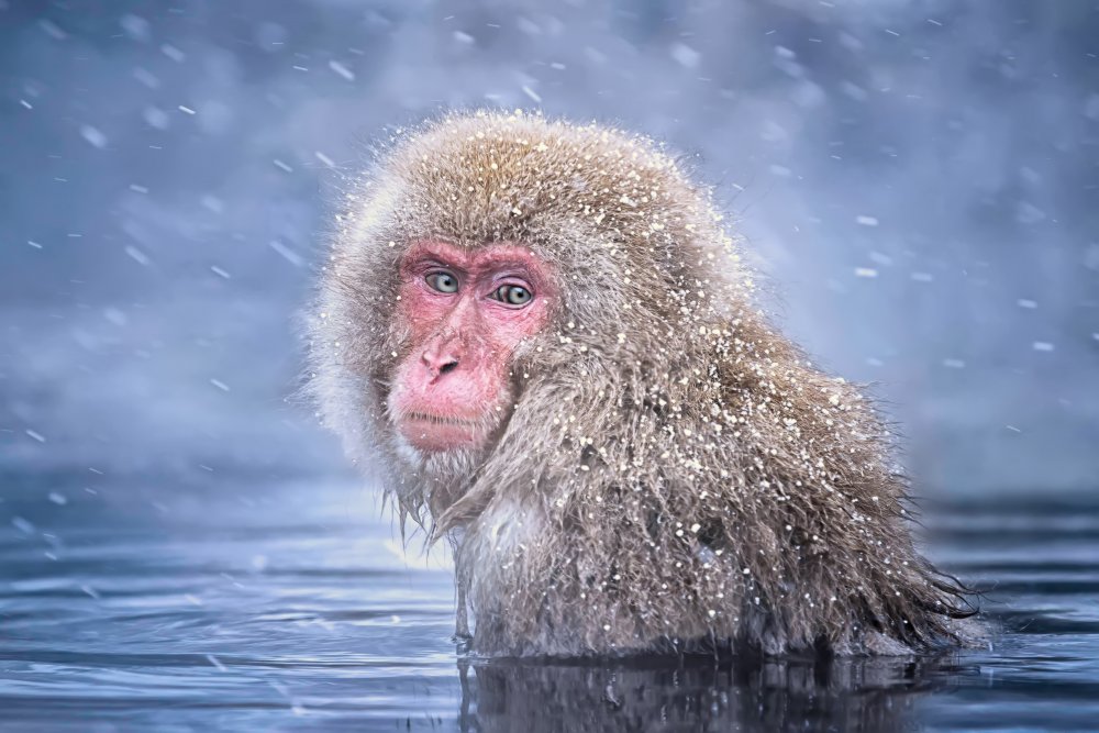 Snow Monkey von Max Wang