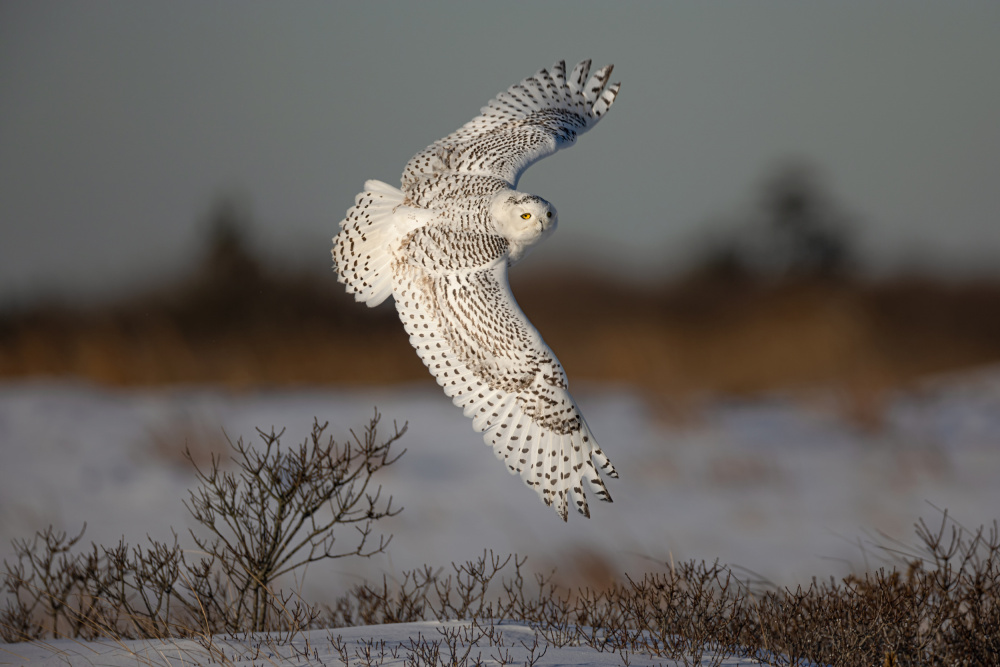 Snowy Owl von Max Wang