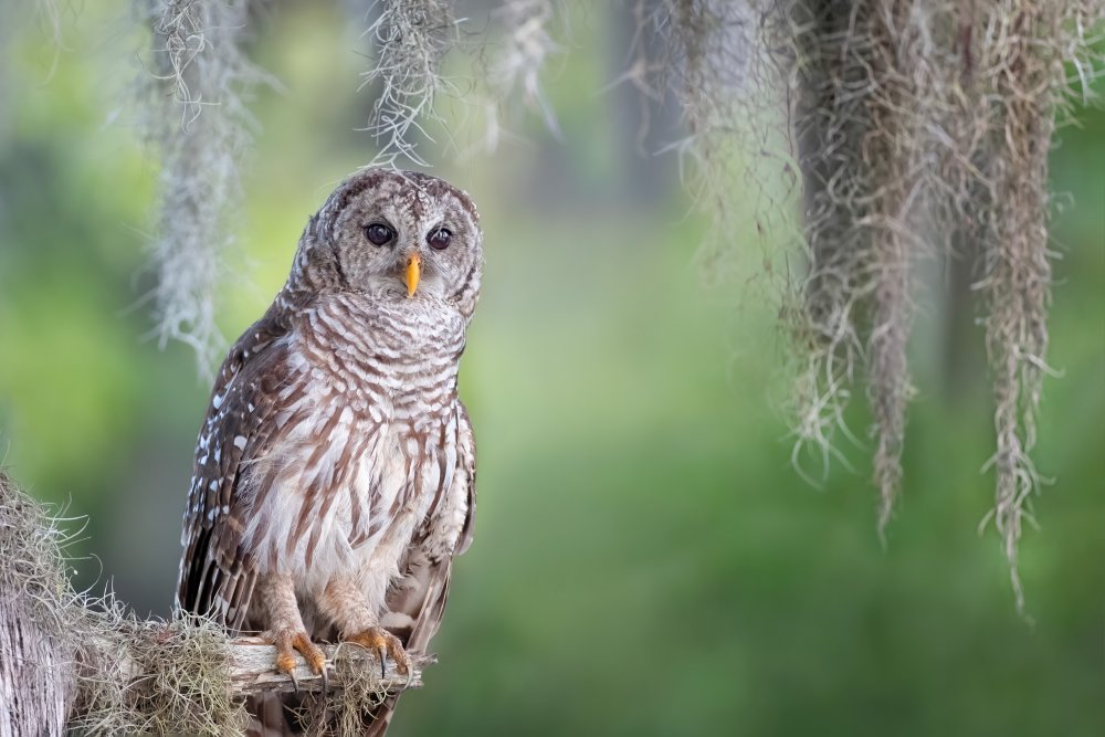 Barred Owl von Max Wang