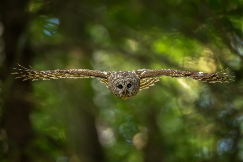 Barred Owl von Max Wang