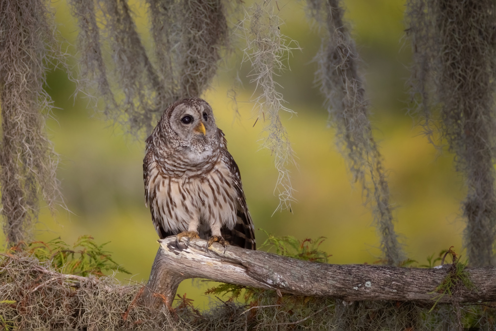 Barred Owl von Max Wang