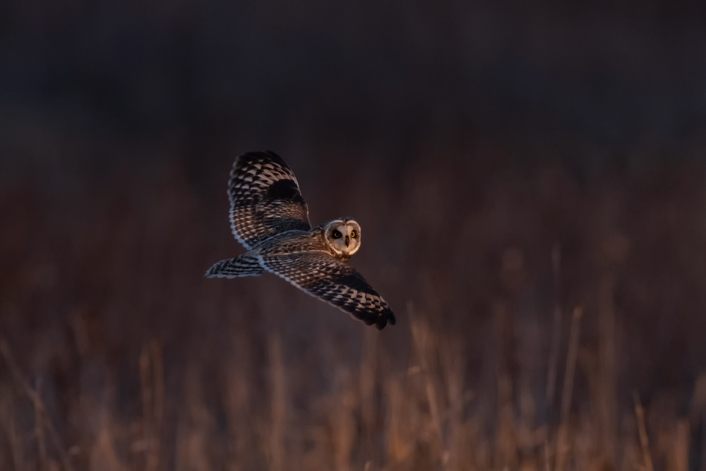 Short-eared Owl von Max Wang