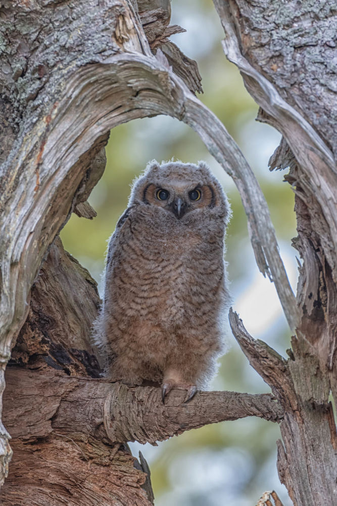 Great Horned Owl I von Max Wang