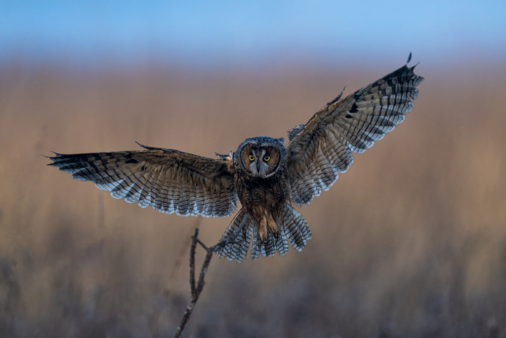 Long-eared owl von Max Wang