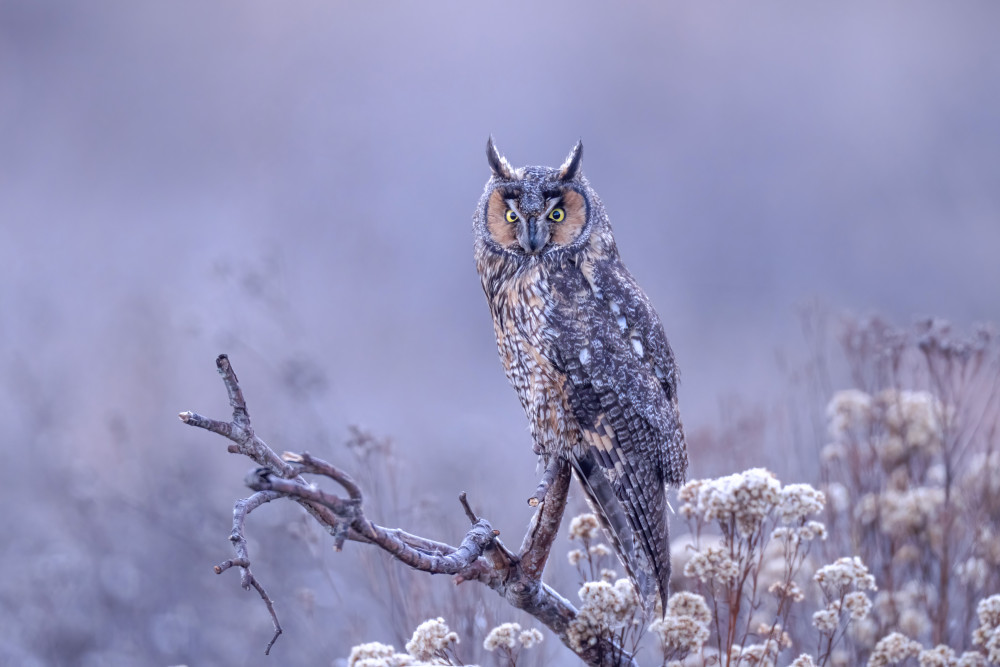 Long-eared owl von Max Wang