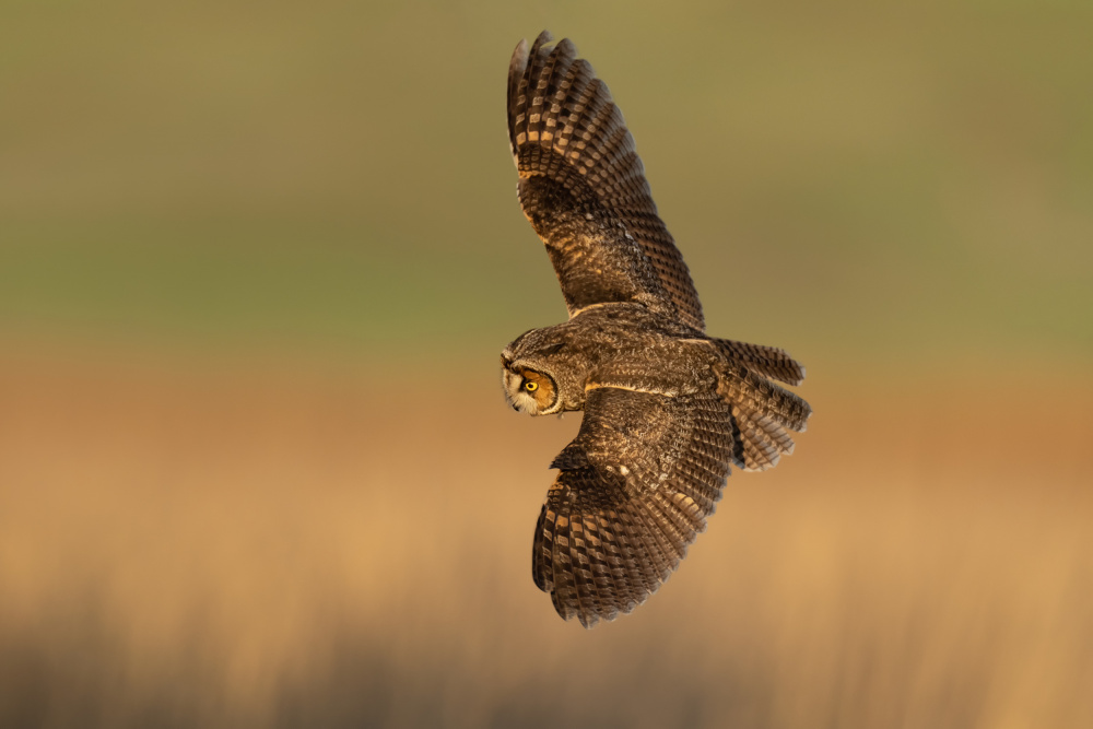 Long-eared owl von Max Wang