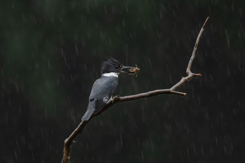 Waiting in the Rain von Max Wang