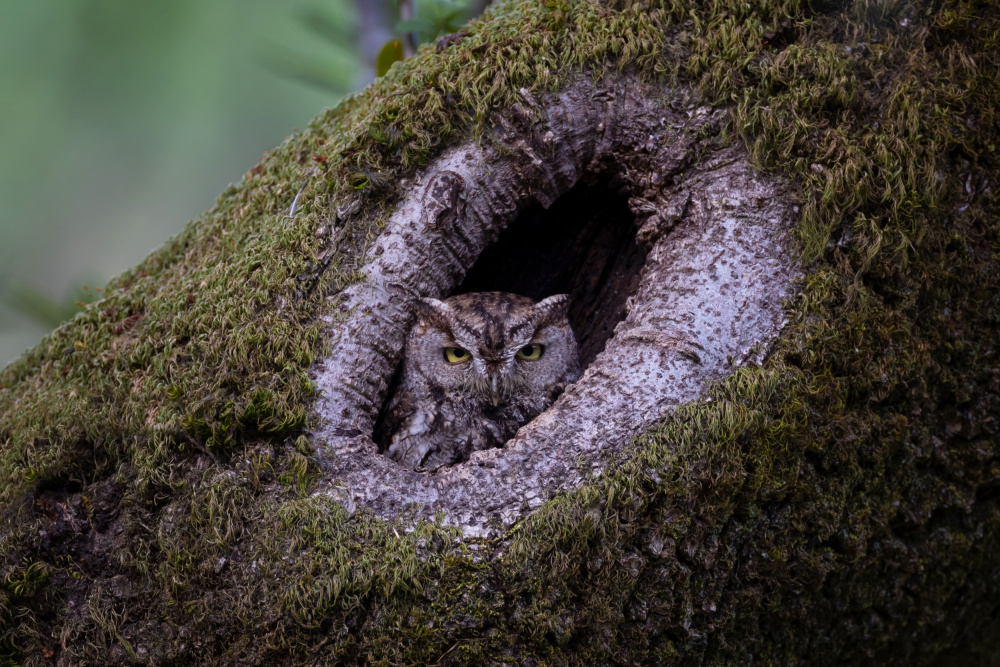 Western screech owl von Max Wang