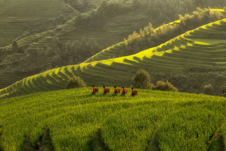 Five Ladies in Rice Fields von Max Witjes