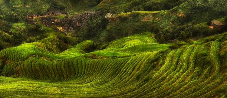 waves of rice - the dragon's backbone von Max Witjes