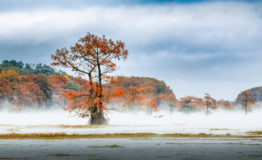 Mist Over Caddo Lake von May G