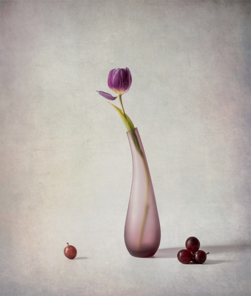 Tulip and Grapes von May G