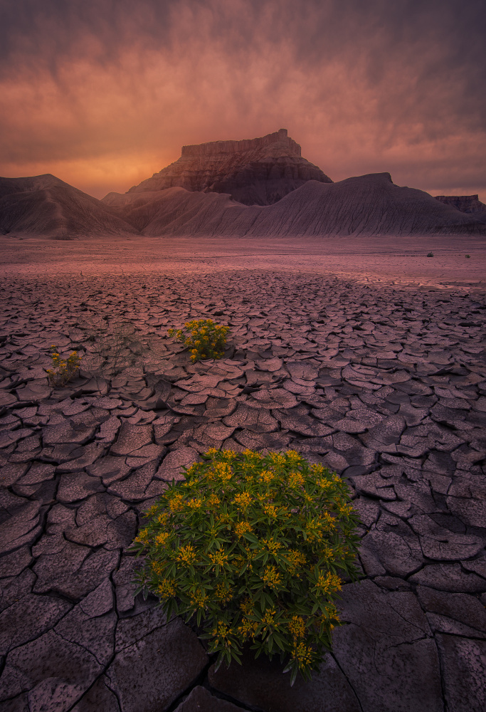 Desert Flowers von May G