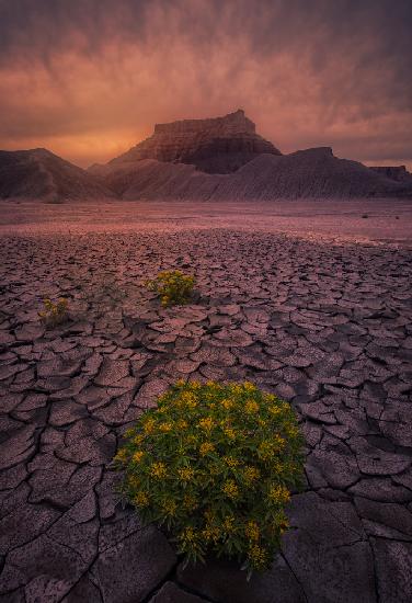 Desert Flowers