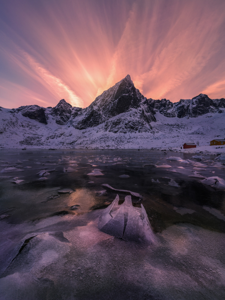 Ice Lotus in Bloom von Maymayphoto