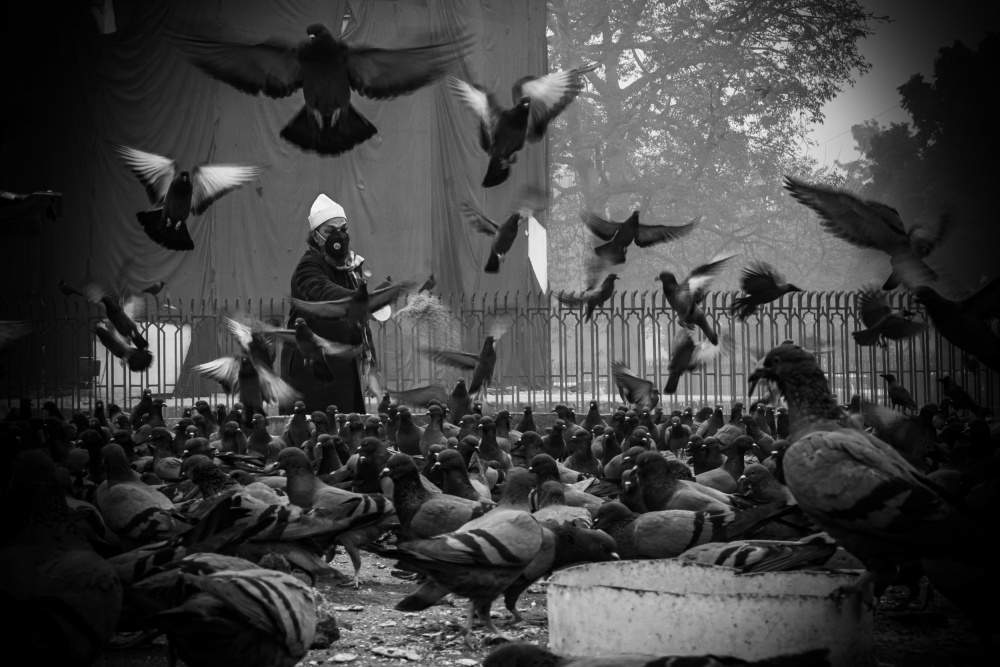 Feeding pigeons on the street, Beautiful street photo von Md Sabbir