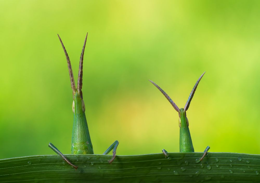 Makro von mehdi kamran