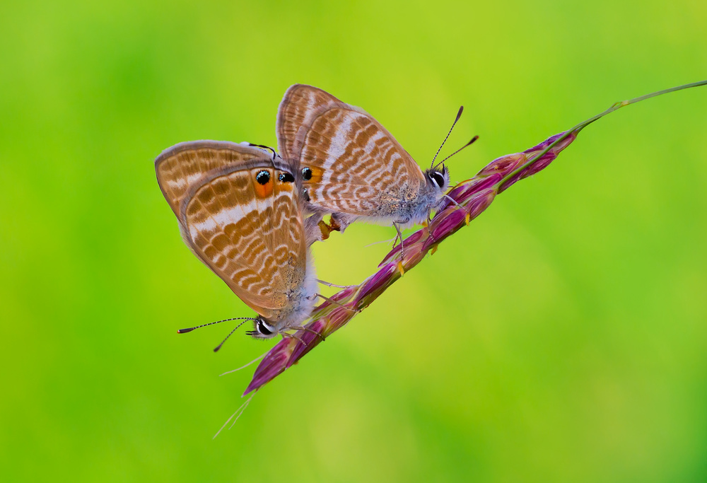 Macro von mehdi kamran