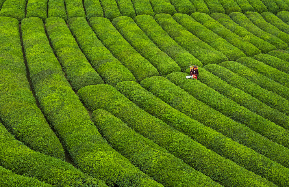 Tea Garden von Mehmet Aslan