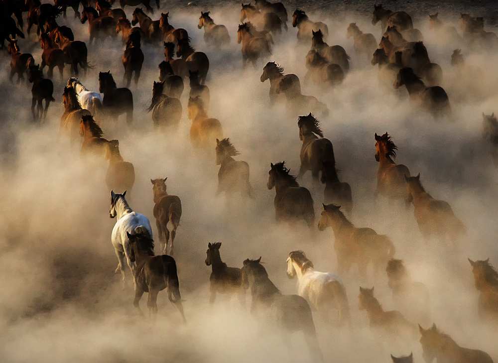 Wild horses von mehmet bedir