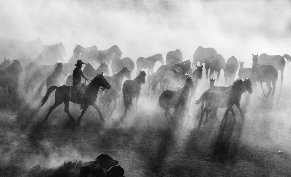 Wild Horses von mehmet bedir