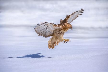 Ice visitor