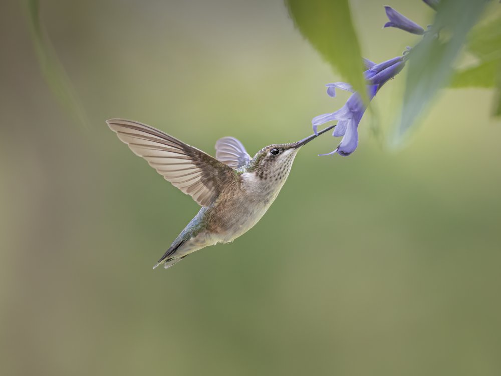 hummingbird von Mei Hu