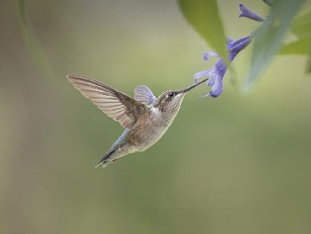 hummingbird