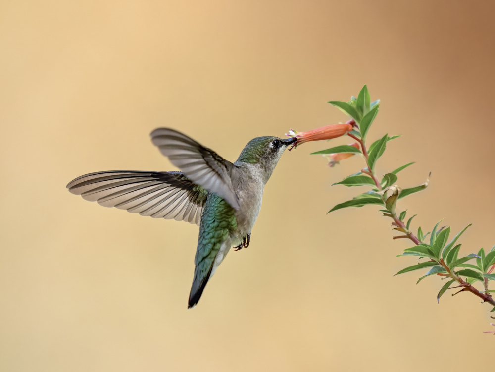 hummingbird von Mei Hu