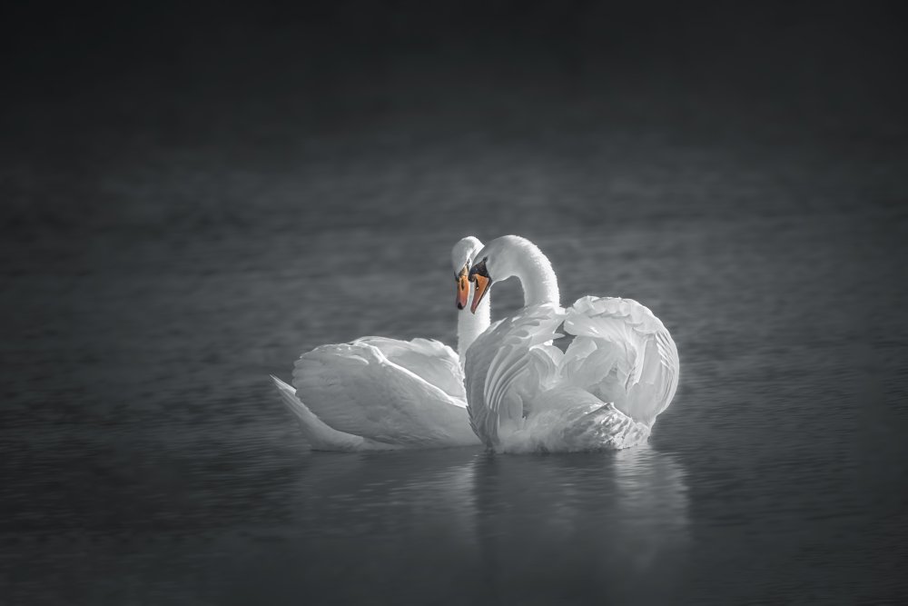 Public Display of Affection von Mei Hu