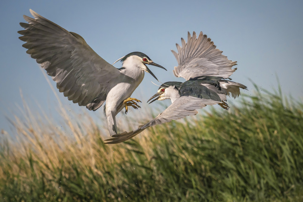 courtship von Mei Hu