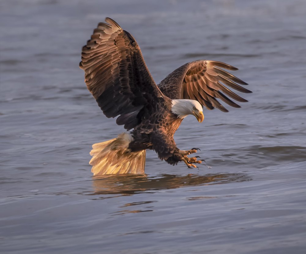 To catch fish action von Mei Hu