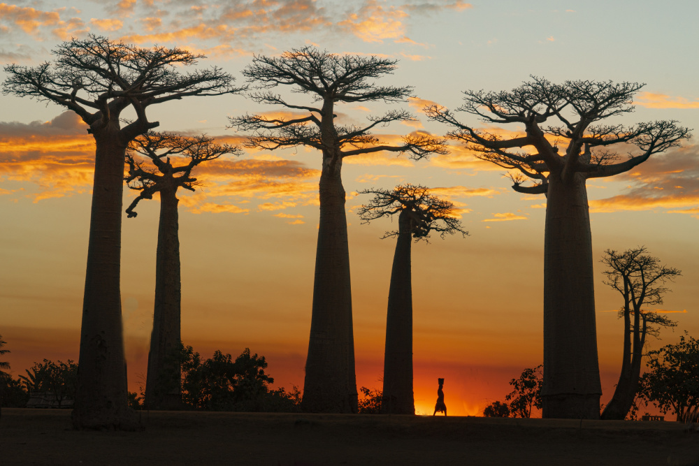 Baobabs in Sunset von Mei Shi