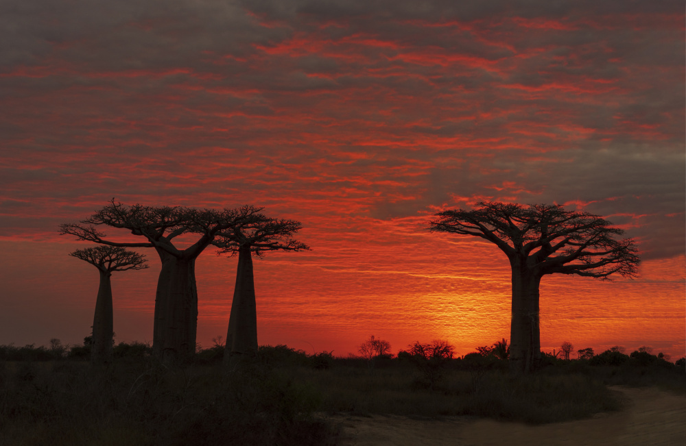 The Baobab Tree under the Morning Glow von Mei Shi