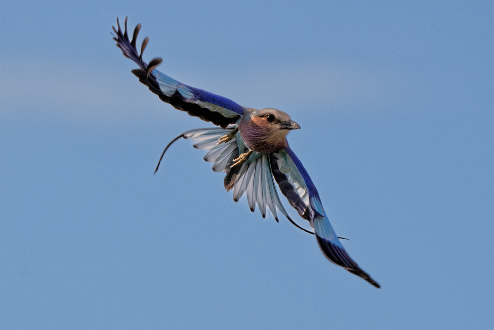 Lilac-breasted Roller von Mei Shi