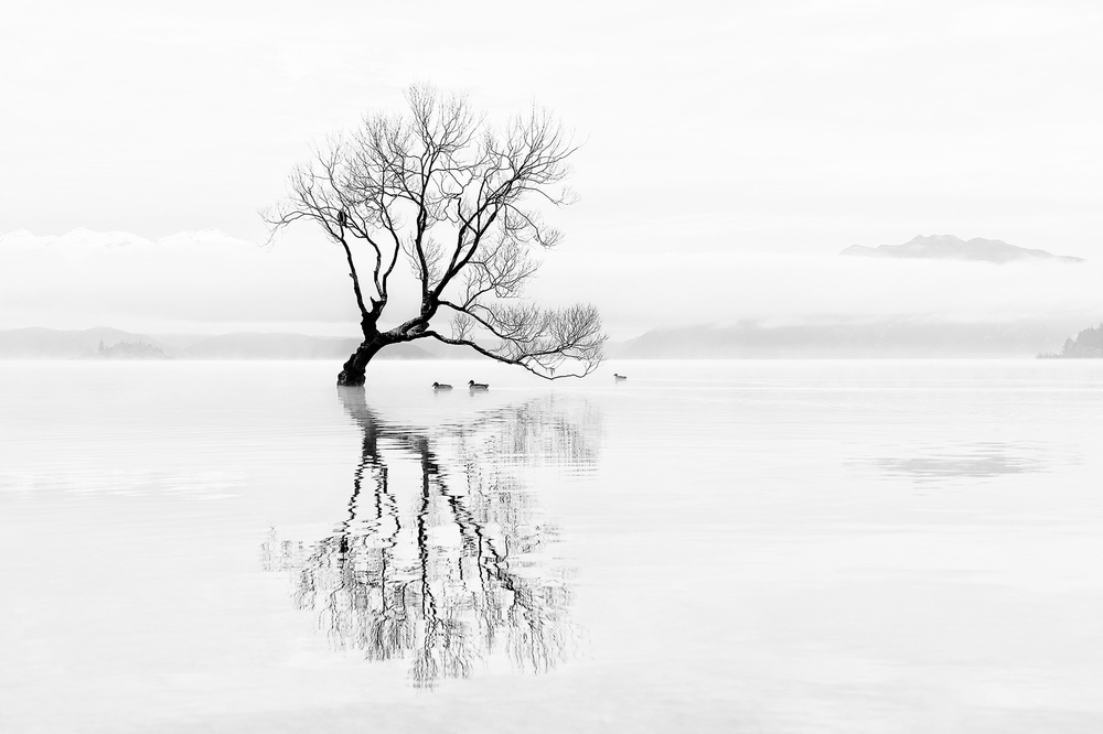 Tree and Ducks von Mei Xu