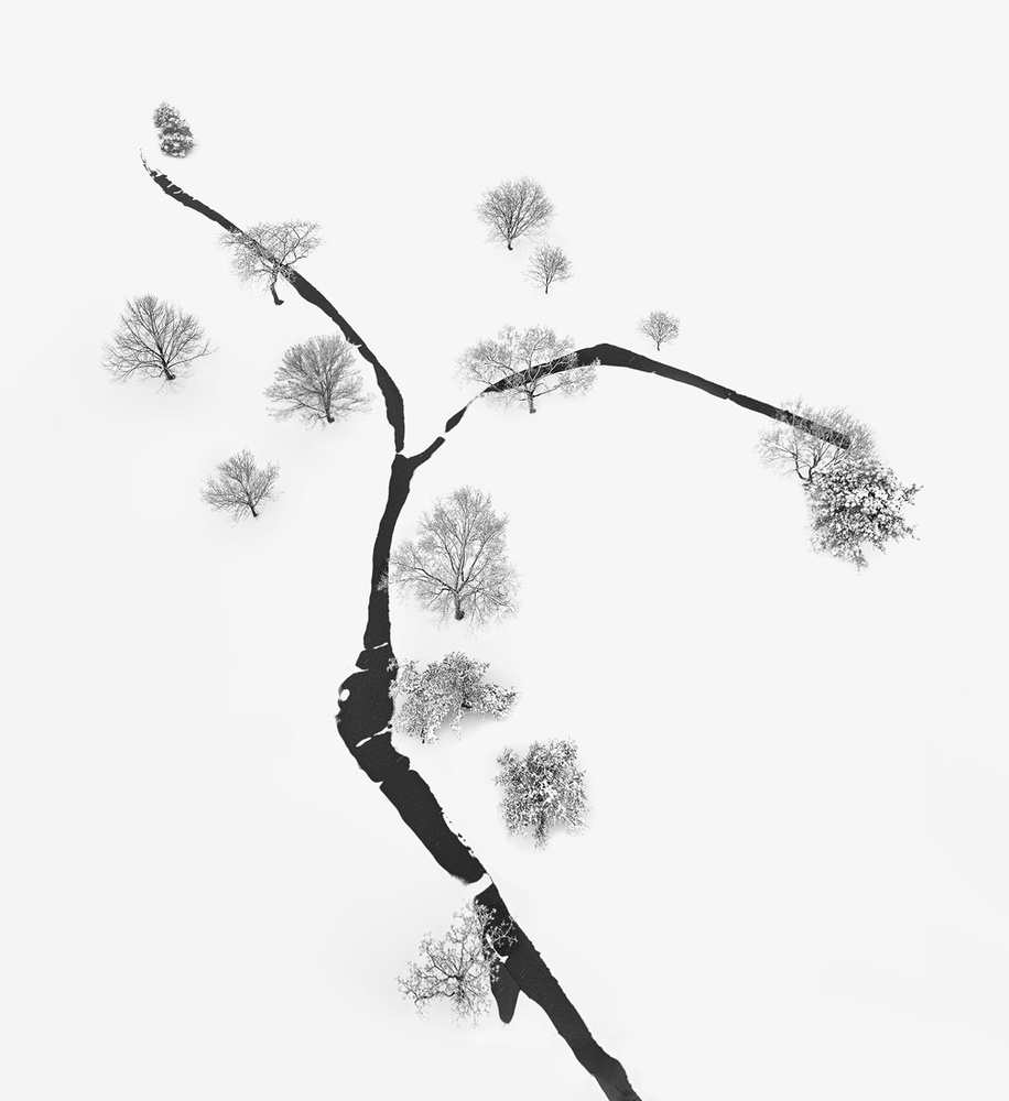 A Tree and Trees von Mei Xu