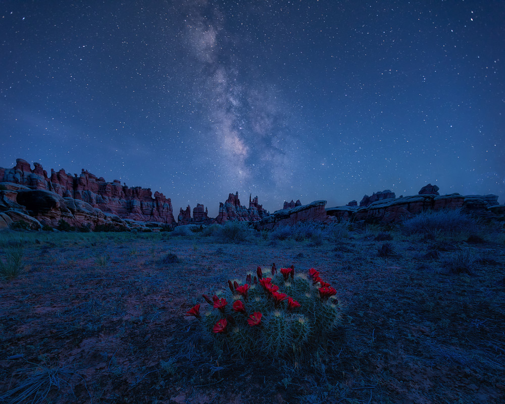 Milky Way over Blooming Cactus in Needles District von Mei Xu