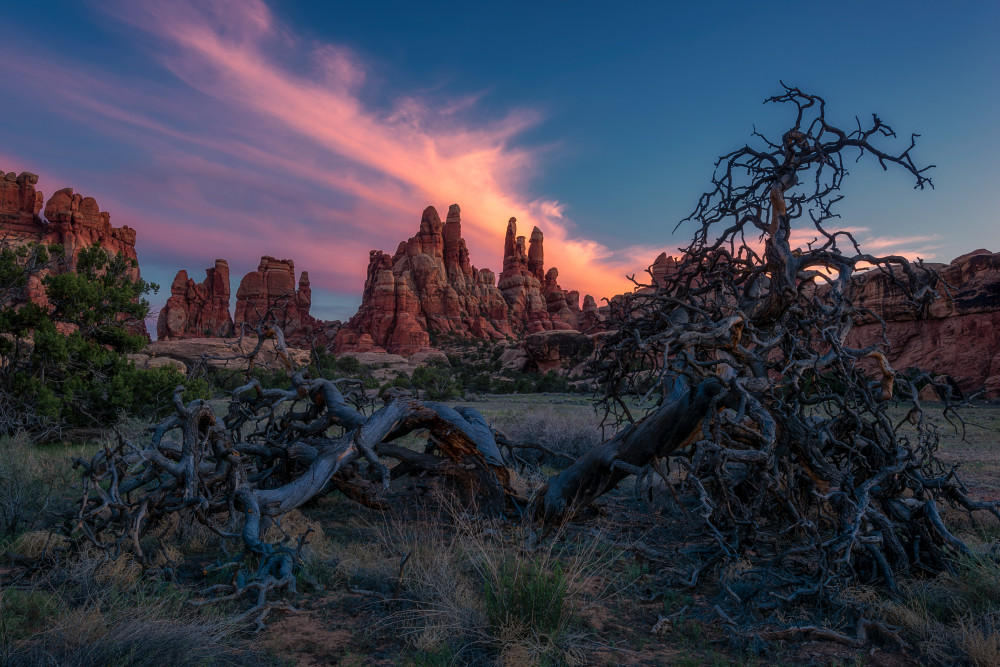 Needles and Old Tree von Mei Xu