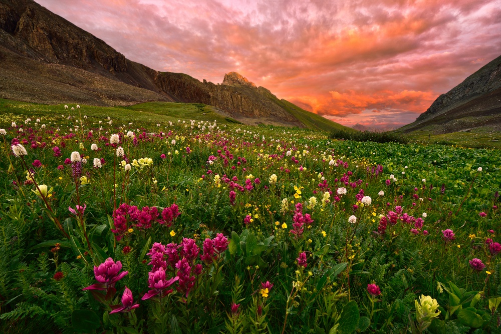 Carpet of Wildflowers von Mei Xu