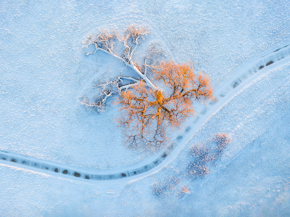 Two Trees von Mei Xu