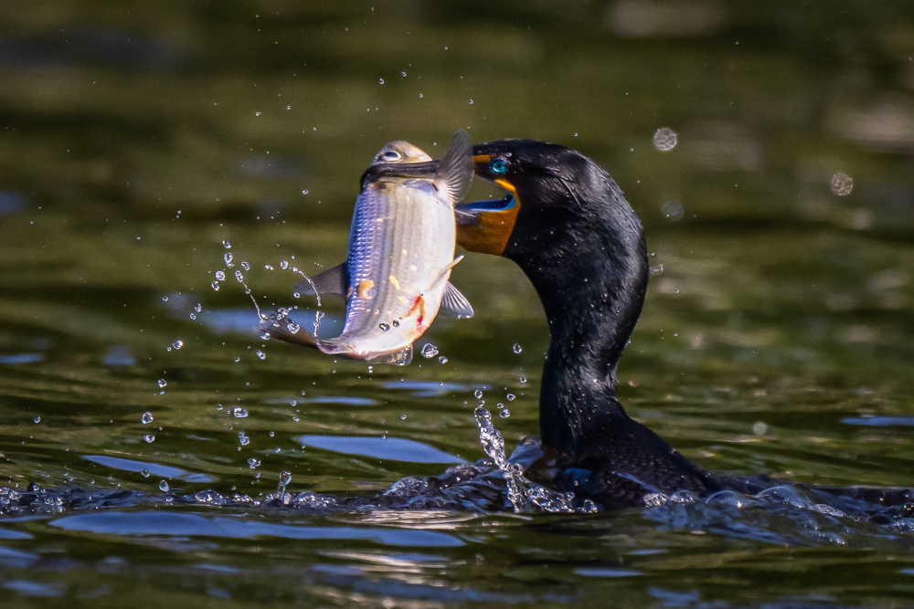 A Big Meal von Mei Zhang