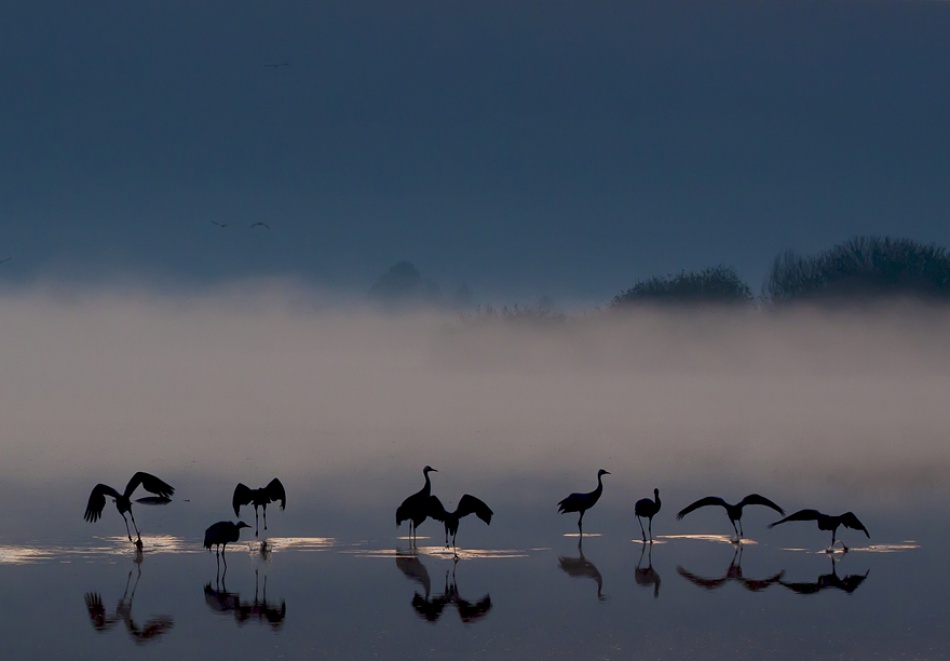 Awakening von Meizner