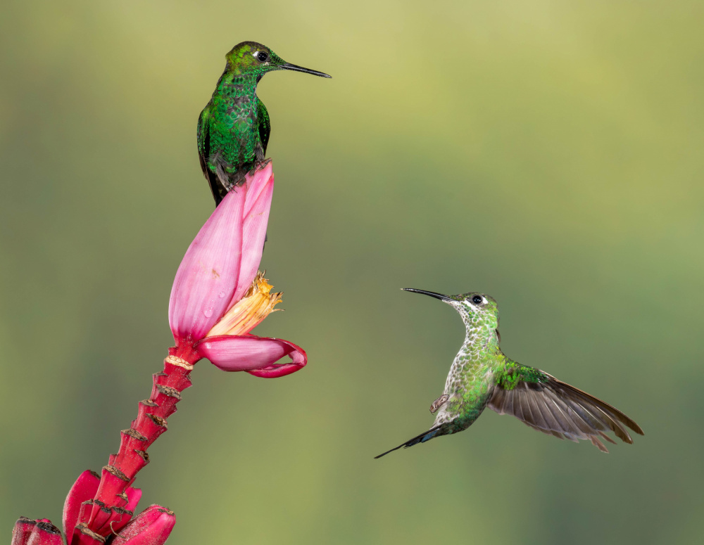 Guarding the Nectar Supply von Melissa Theil