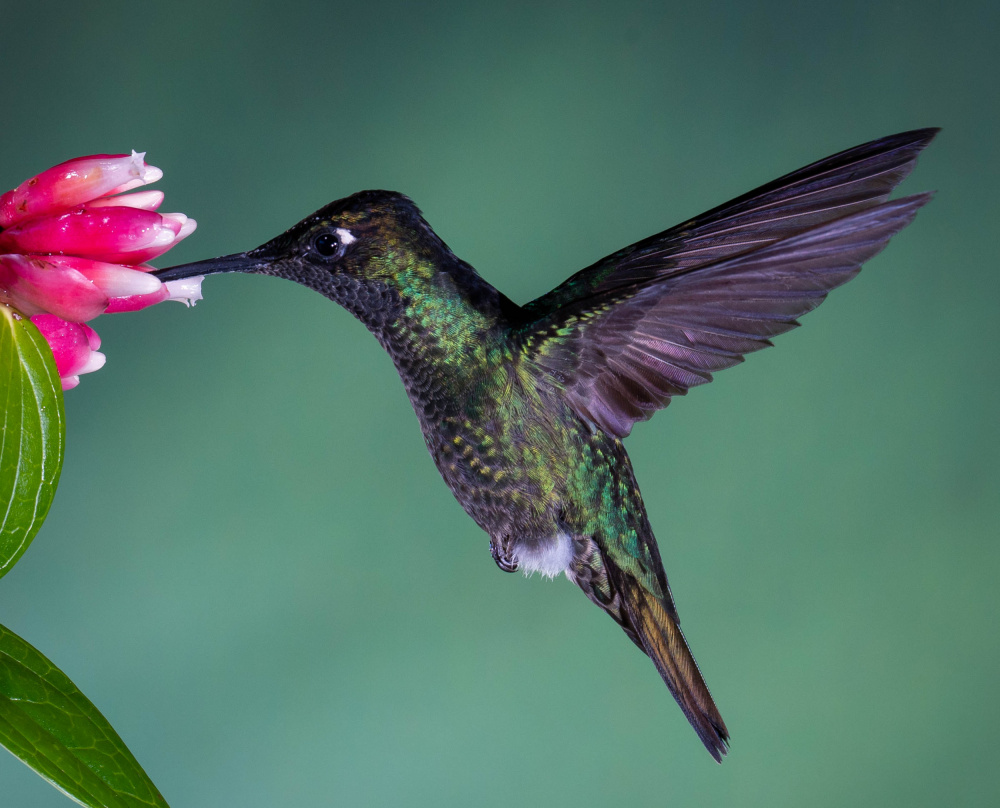 Costa Rican Hummingbird von Melissa Theil