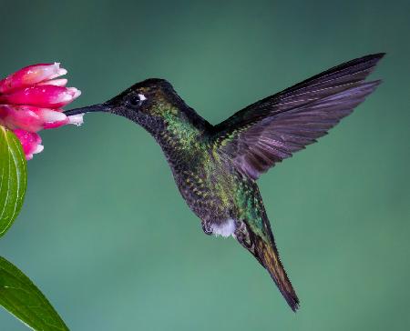 Costa Rican Hummingbird