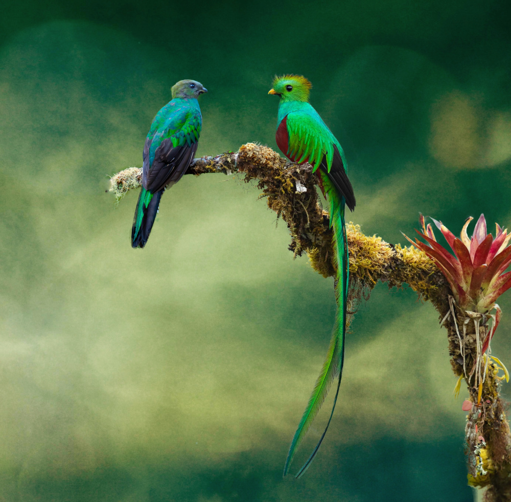 Quetzel Couple von Melissa Theil