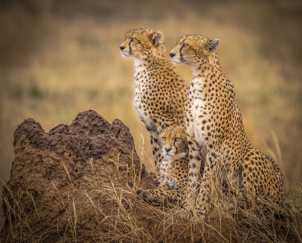 Serengeti Cheetahs von Melissa Theil