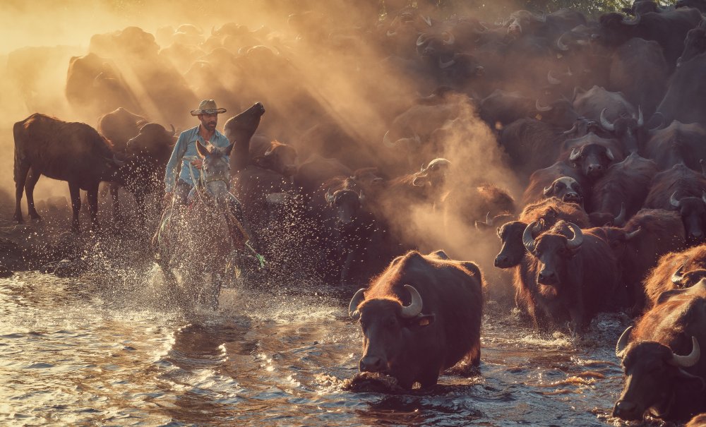 The buffalo shepherd von Meriç Aktar