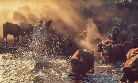 The buffalo shepherd